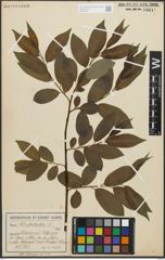 Foto von Salix pentandra L.